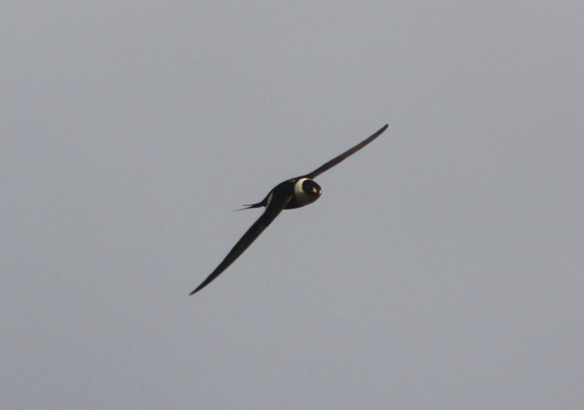 Great Swallow-tailed Swift - ML633508887