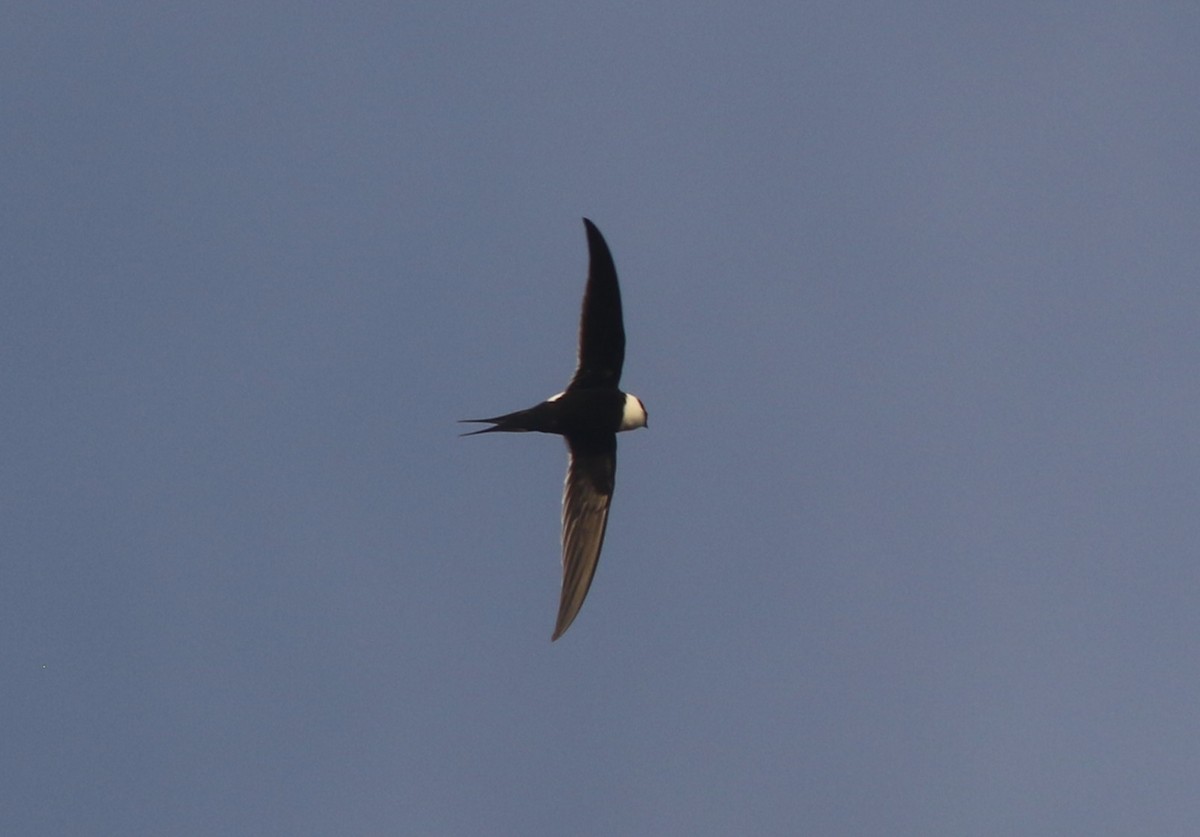 Great Swallow-tailed Swift - ML633508900