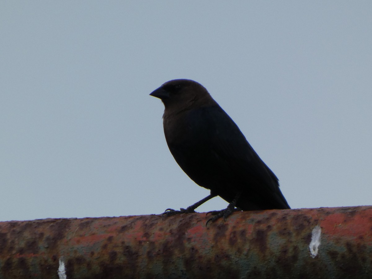 Brown-headed Cowbird - ML633508997