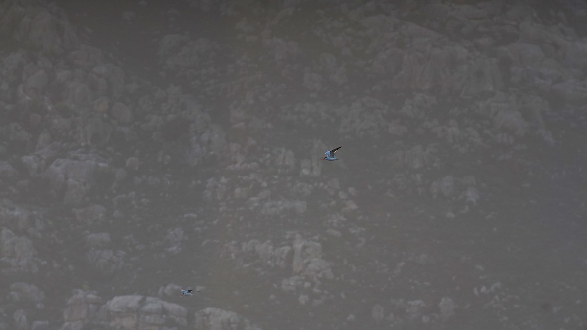 Caspian Tern - ML633509004