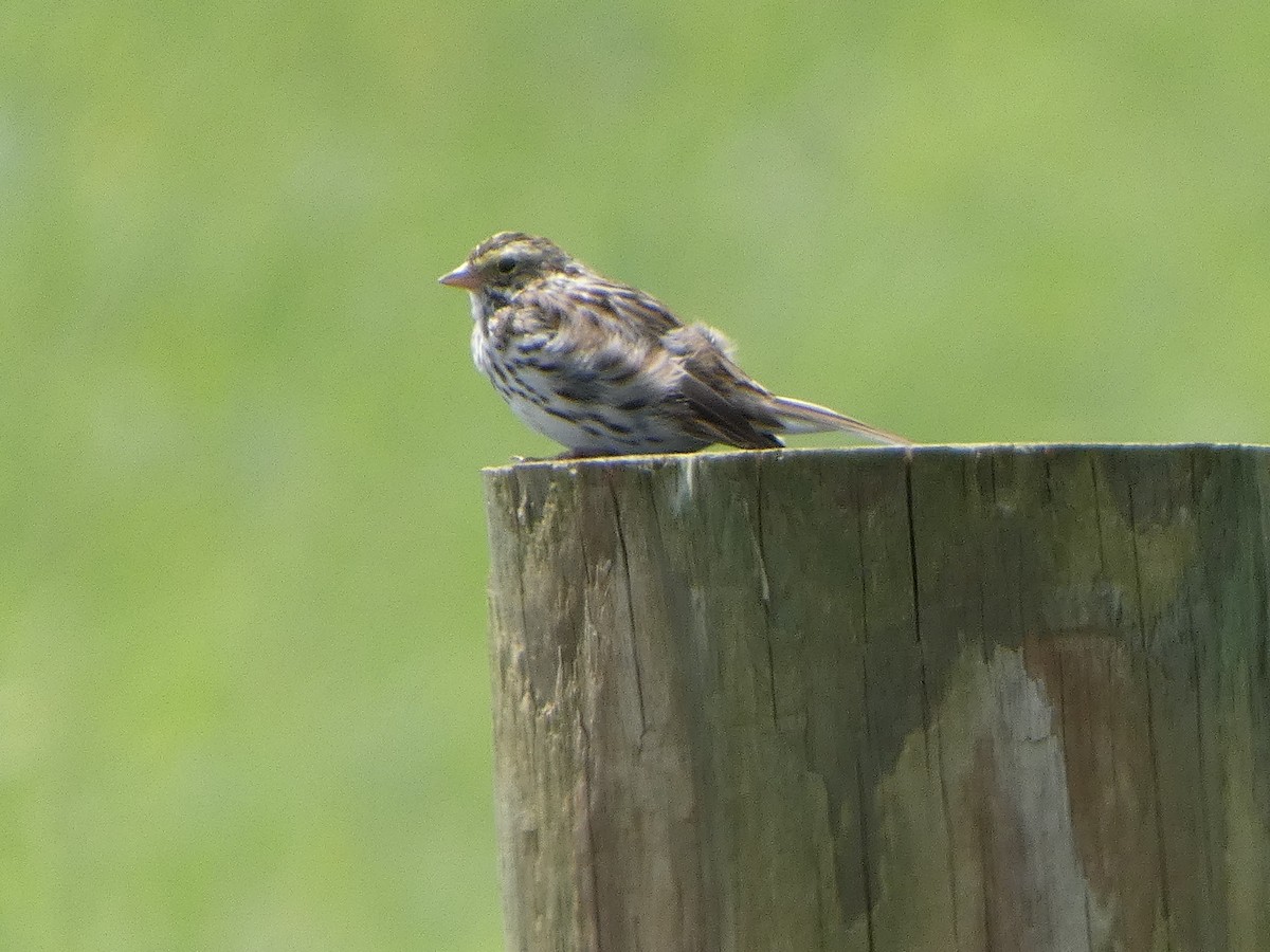 Savannah Sparrow - ML633509006