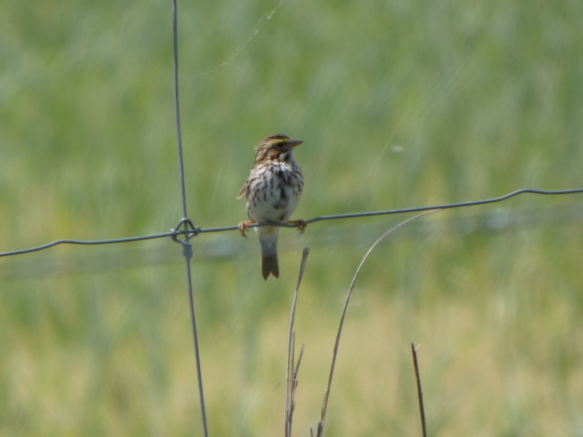 Savannah Sparrow - ML633509012