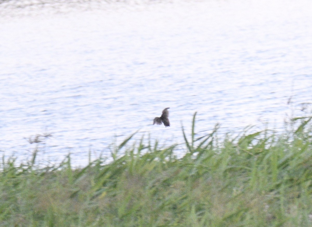 Brown Quail - ML633509013
