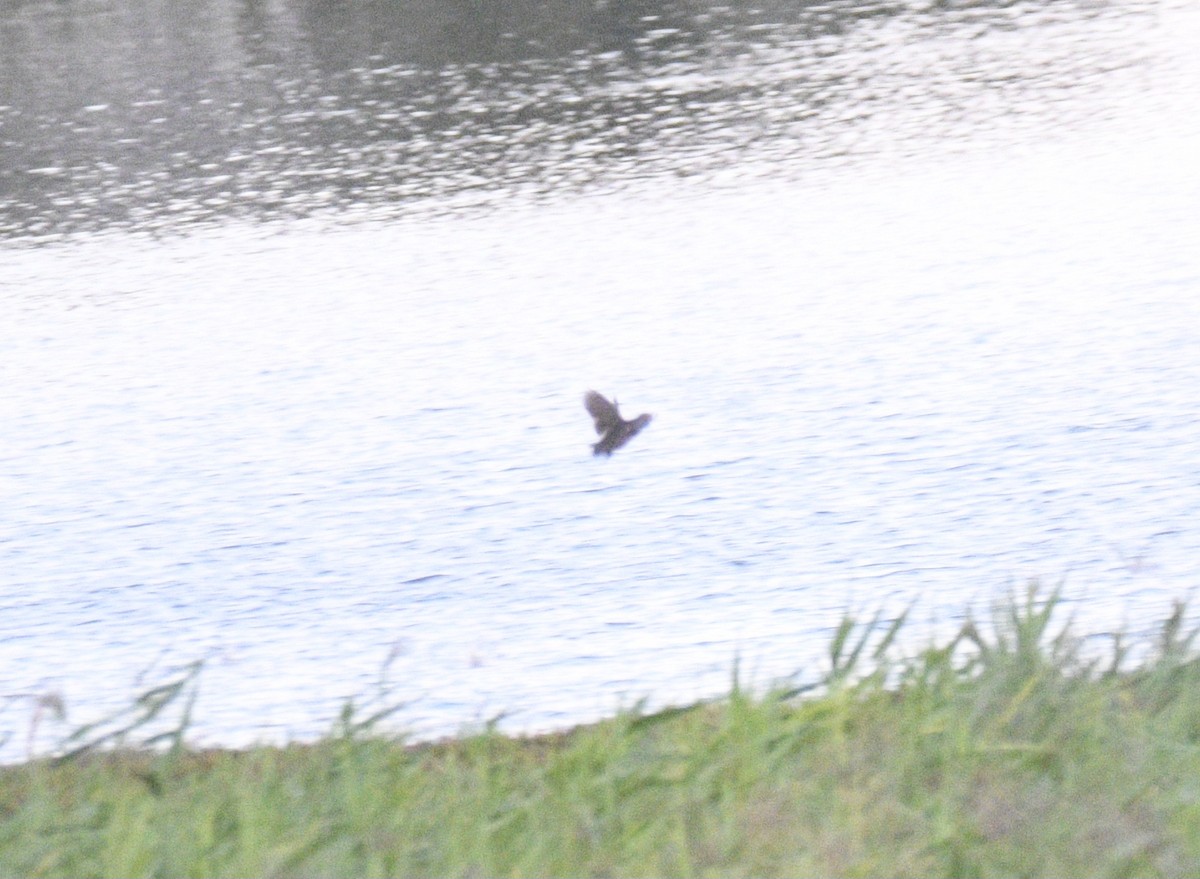 Brown Quail - ML633509014