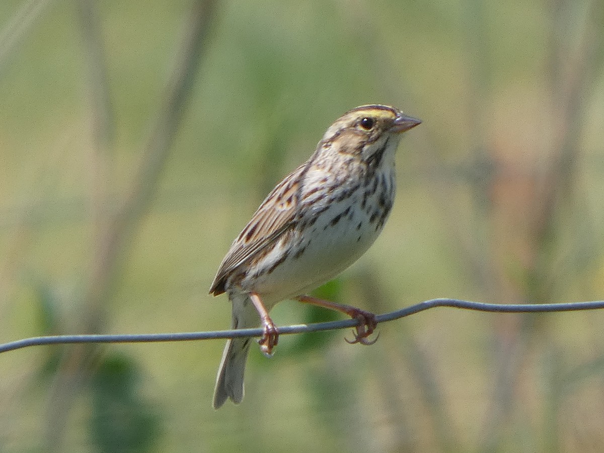 Savannah Sparrow - ML633509017