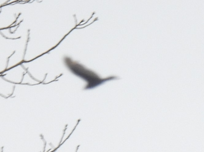 Turkey Vulture - ML633509058