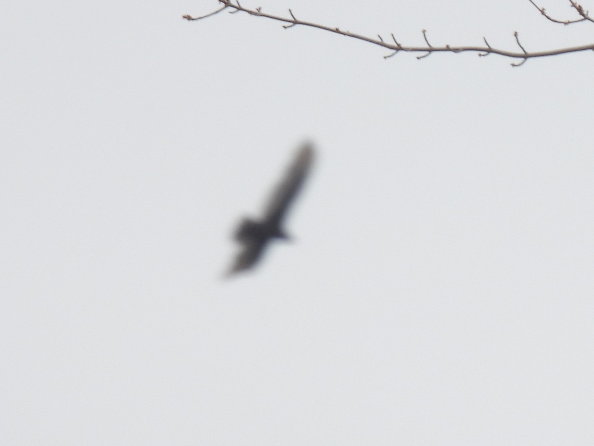Turkey Vulture - ML633509059
