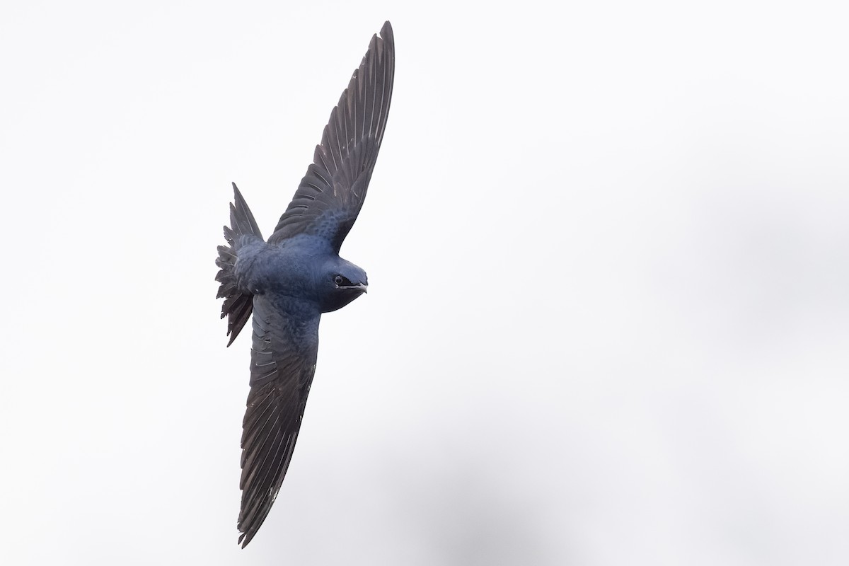 Purple Martin - Brad Imhoff