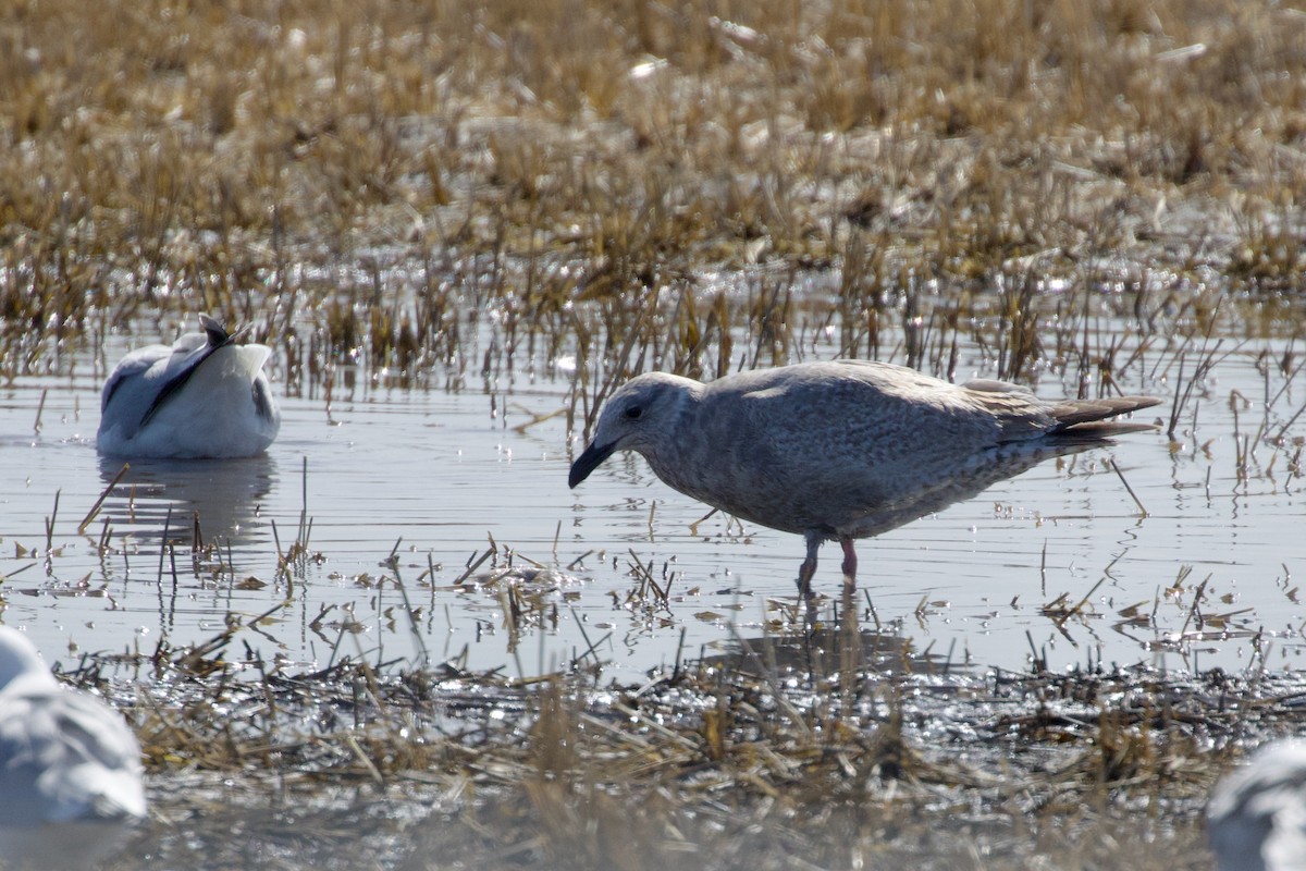 Iceland Gull (Thayer's) - ML633509410