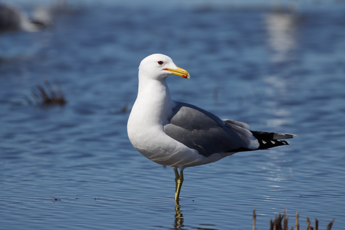 California Gull - ML633509422