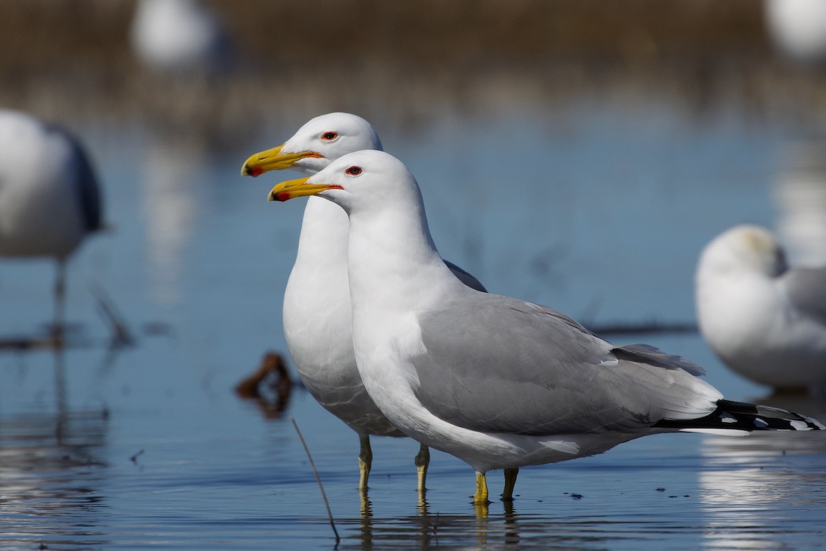California Gull - ML633509425