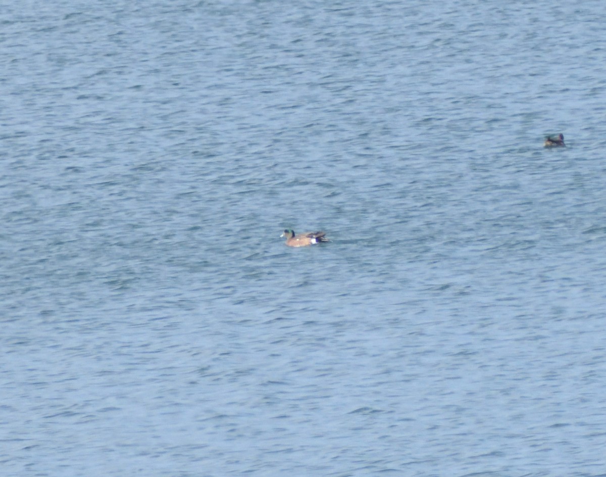 American Wigeon - ML633509580