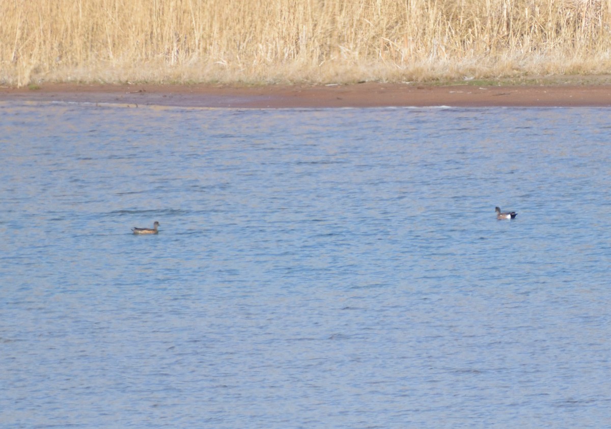 American Wigeon - ML633509637