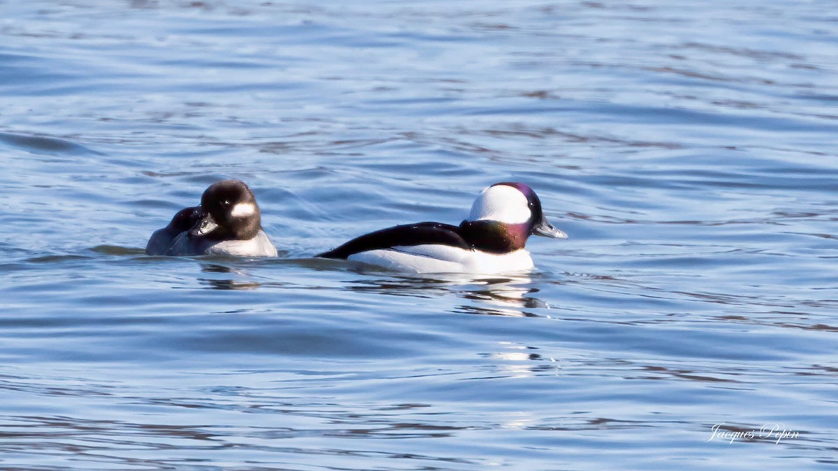 Bufflehead - ML633509690
