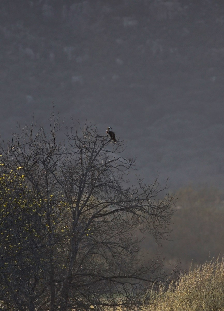 Osprey - ML633509773