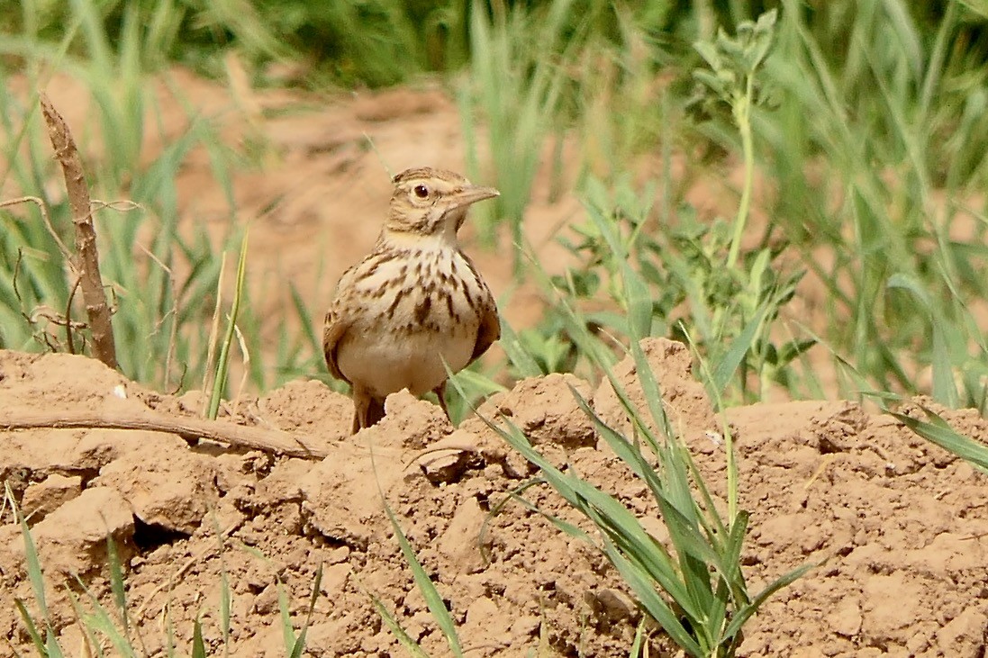 Crested Lark (Crested) - ML633509845