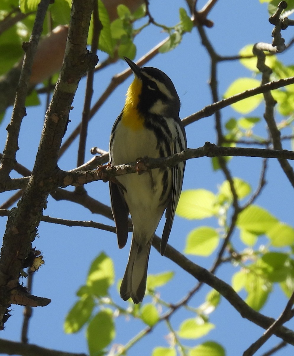 Paruline à gorge jaune - ML633509897