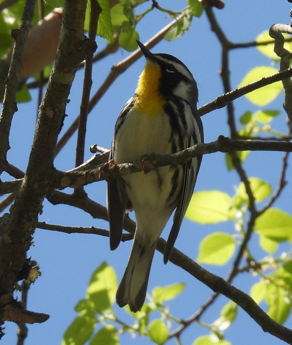 Paruline à gorge jaune - ML633509899