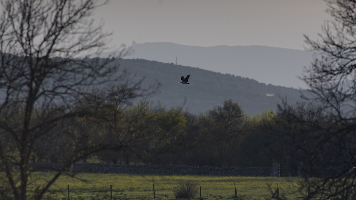 Osprey - ML633509908