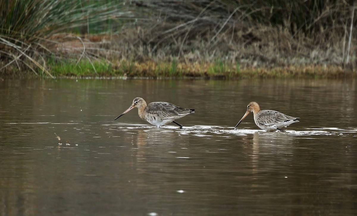 břehouš černoocasý - ML633509922