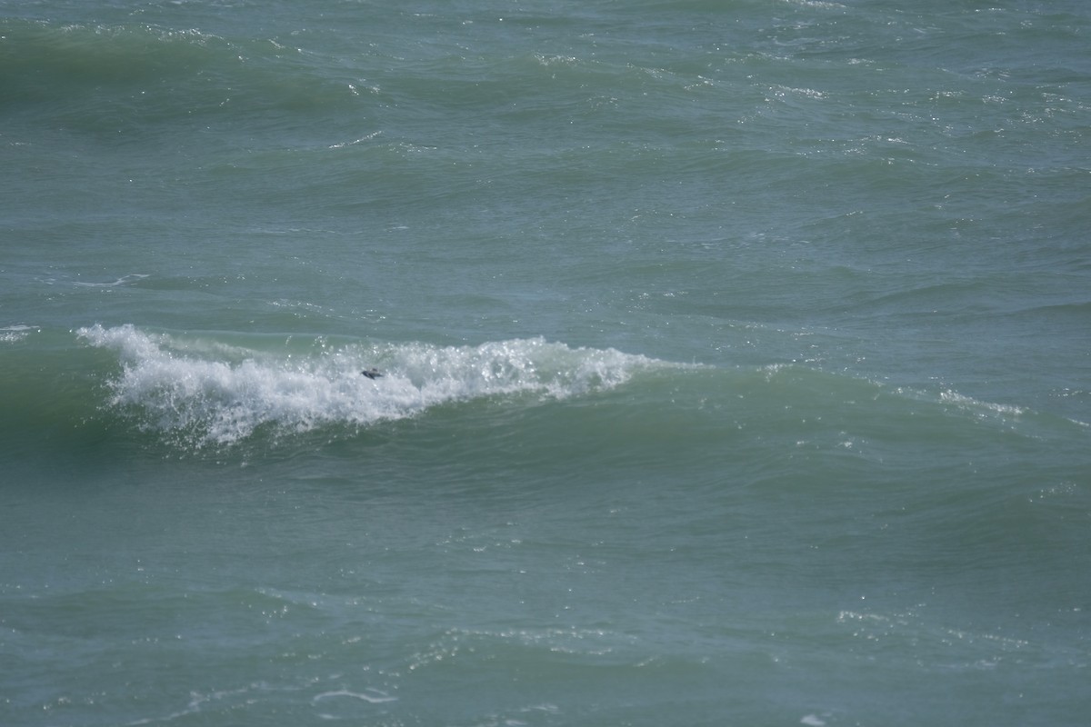 shorebird sp. - ML633509930