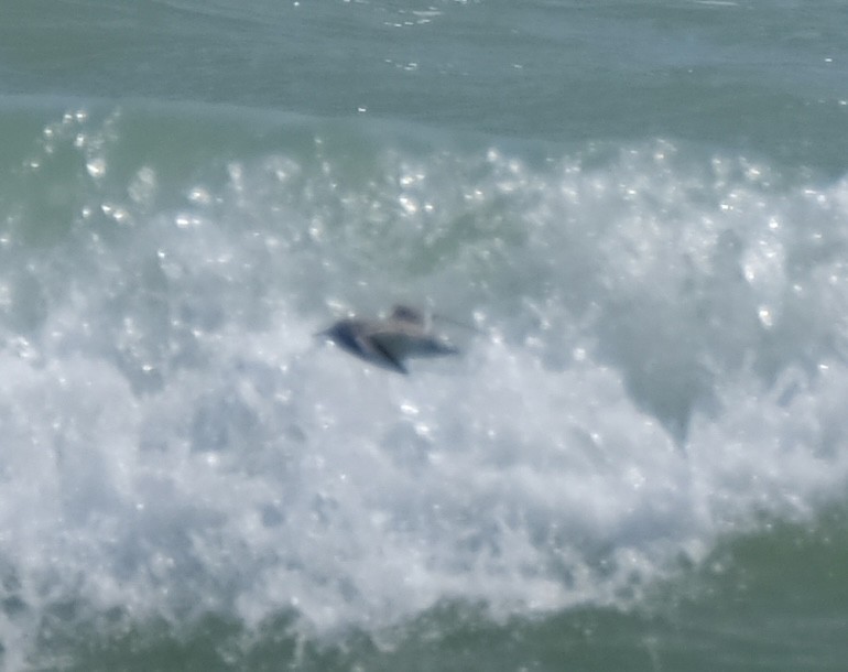 shorebird sp. - ML633509931