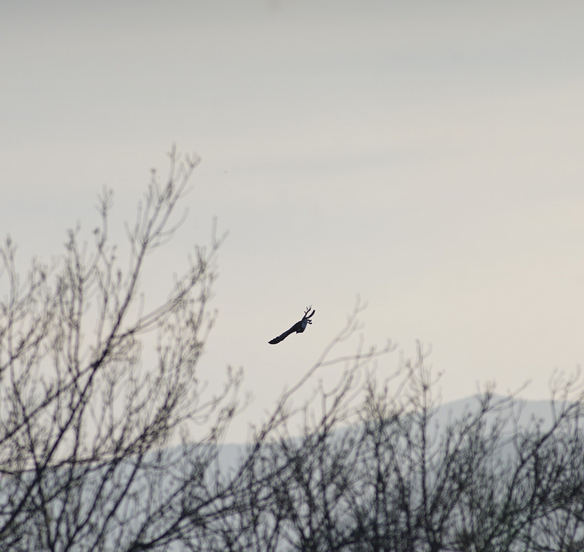 Osprey - ML633509954