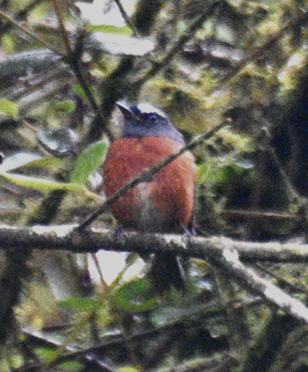 Chestnut-bellied Chat-Tyrant - ML633509983