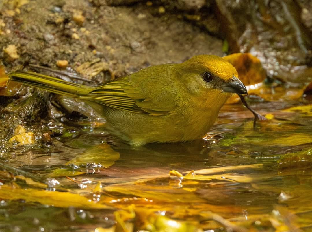 Zinnoberkardinal - ML633510024