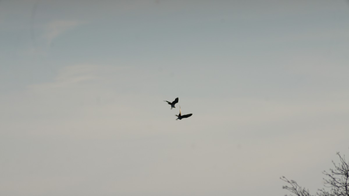 Osprey - ML633510086