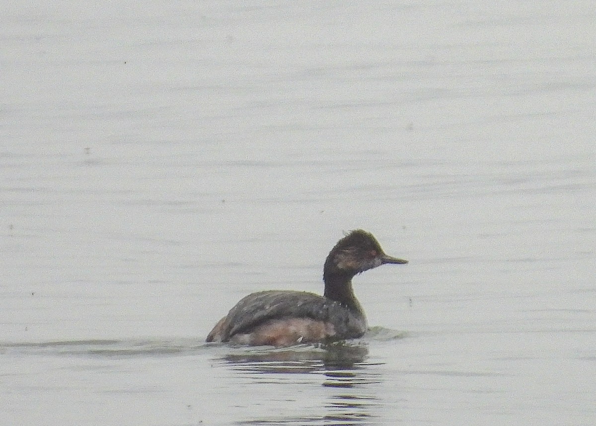 Eared Grebe - ML633510097