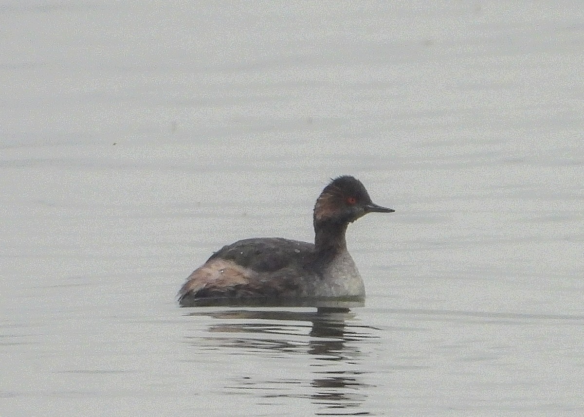 Eared Grebe - ML633510103