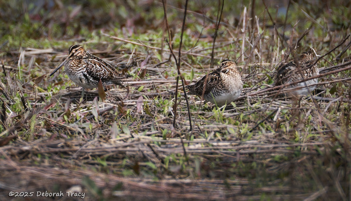 Wilson's Snipe - ML633510106