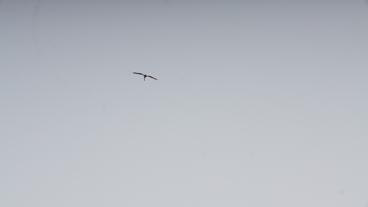 Eurasian Spoonbill - ML633510171