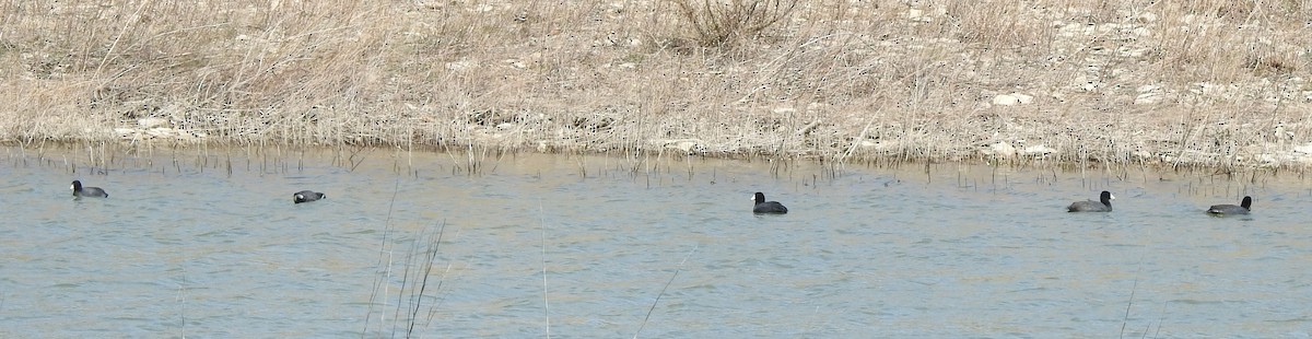 amerikasothøne - ML633510278