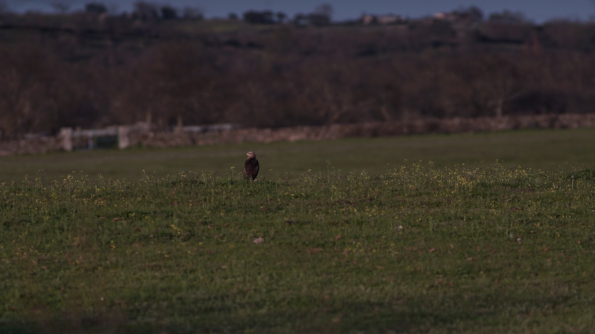 Black Kite - ML633510294