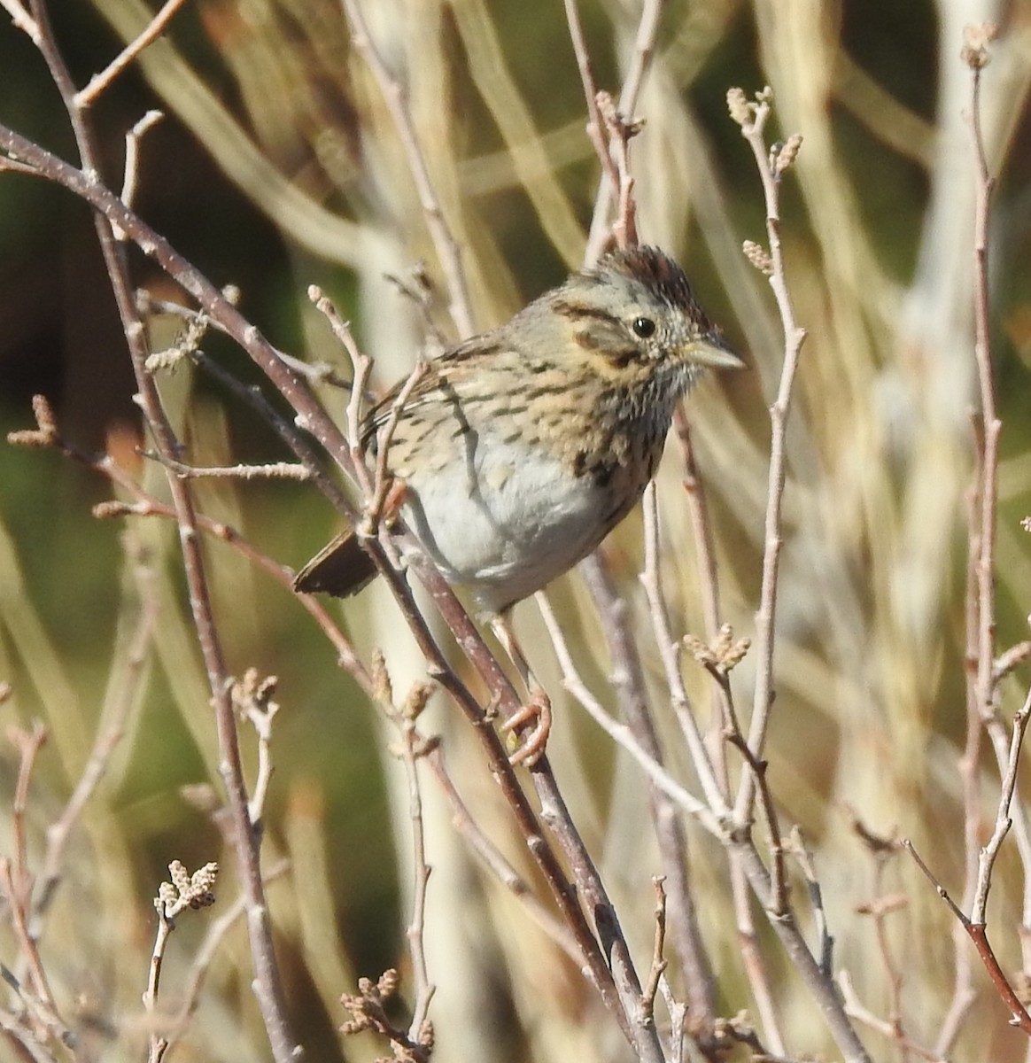 Lincoln's Sparrow - ML633510359