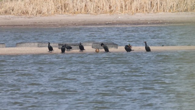 Cormorán Orejudo - ML633510369
