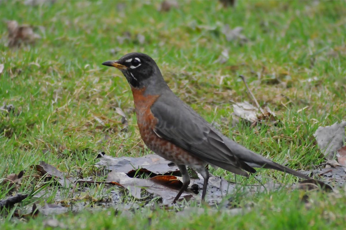 American Robin - ML633510458