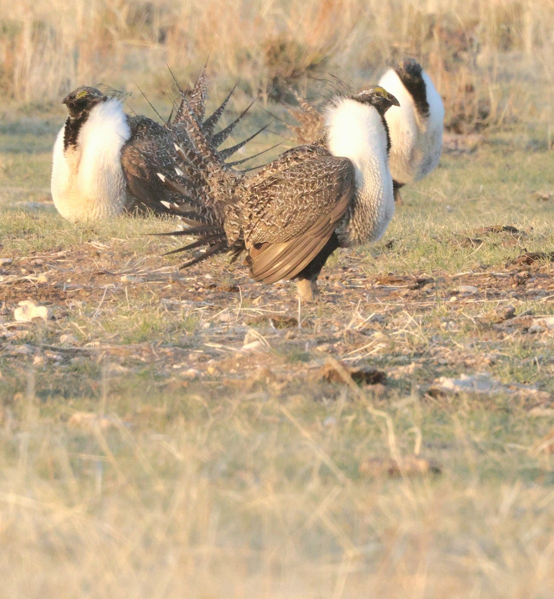 Çalı Tavuğu - ML633510557