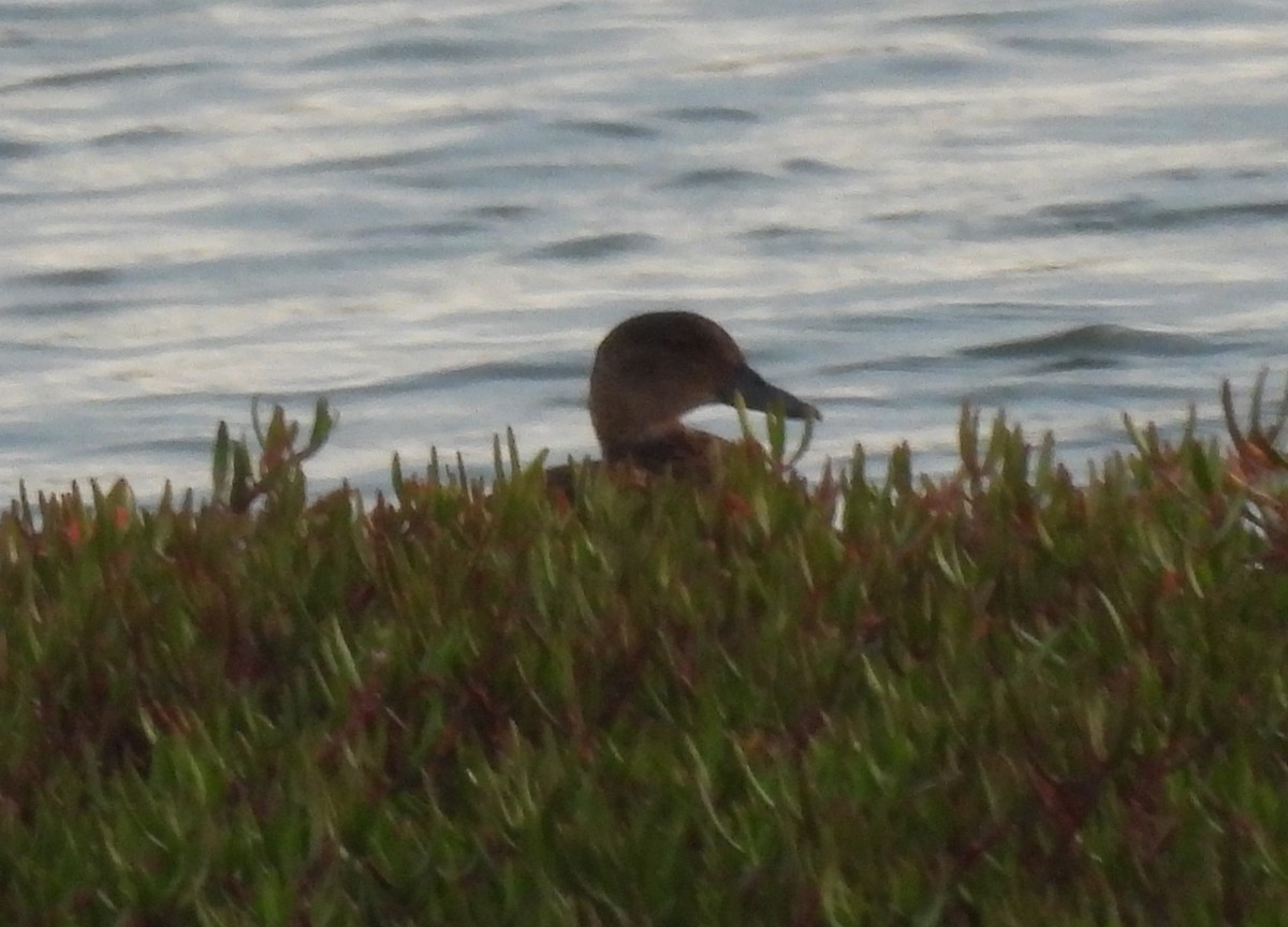 Chestnut Teal - ML633510591