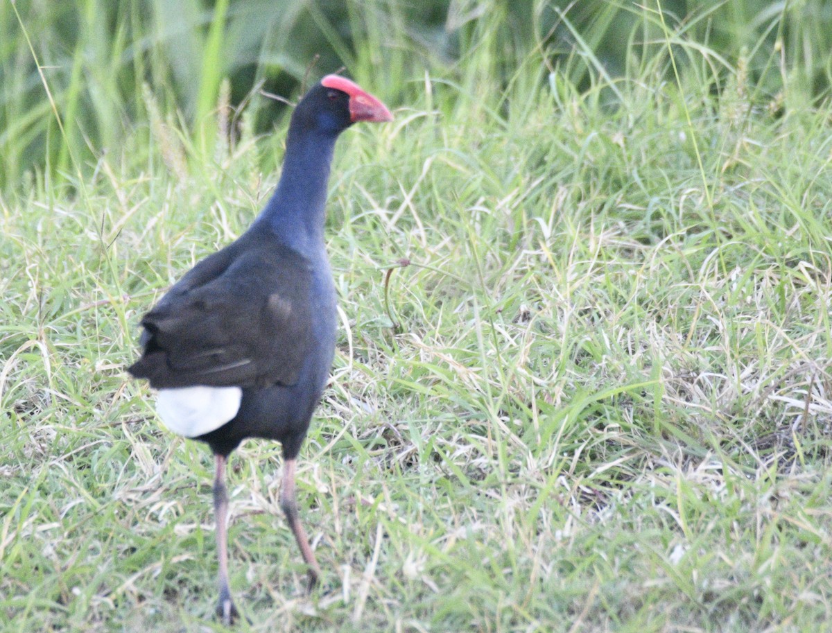Australasian Swamphen - ML633510607