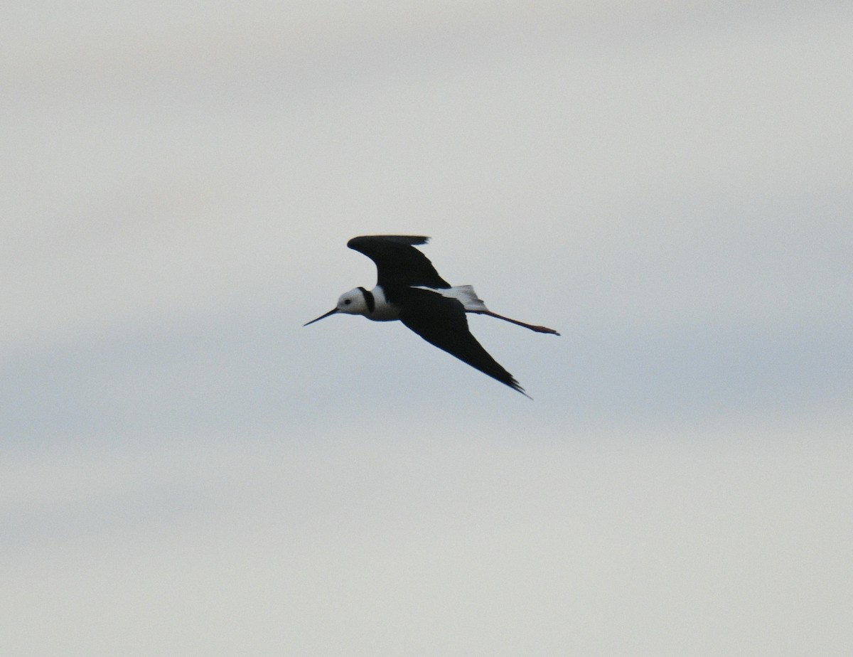 Pied Stilt - ML633510630