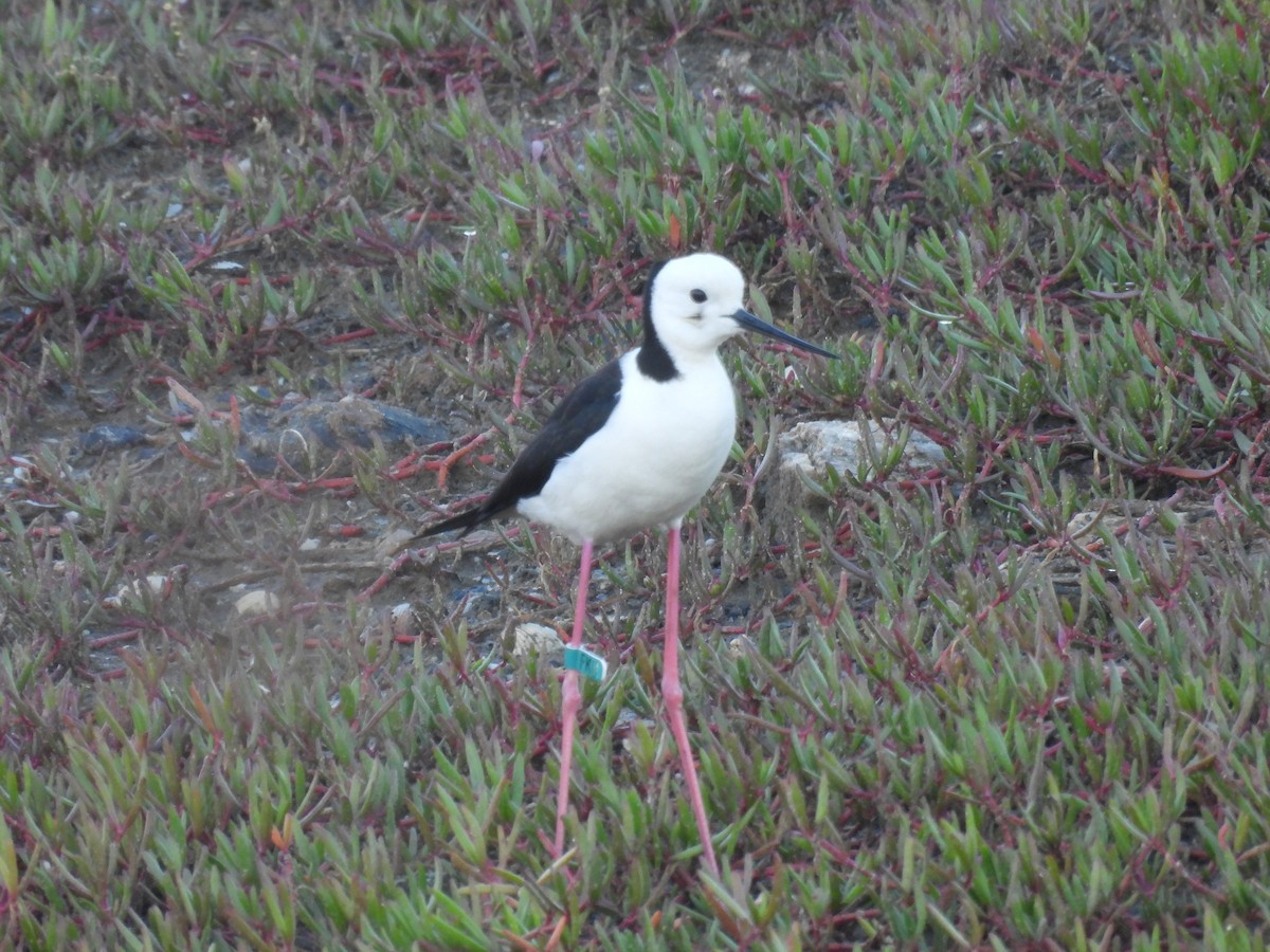 Pied Stilt - ML633510633