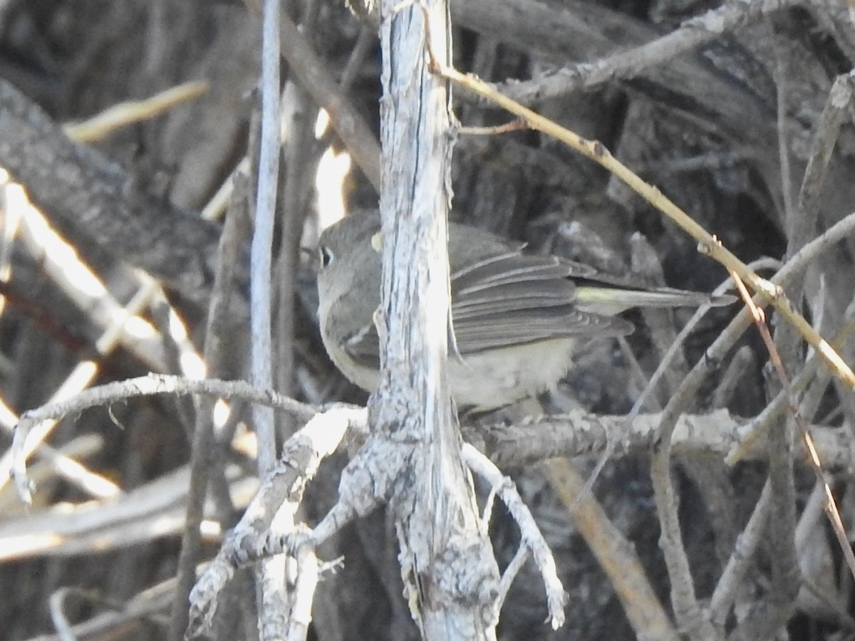 Ruby-crowned Kinglet - ML633510718