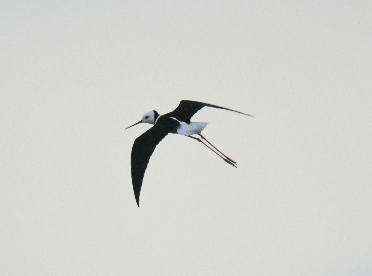 Pied Stilt - ML633510733
