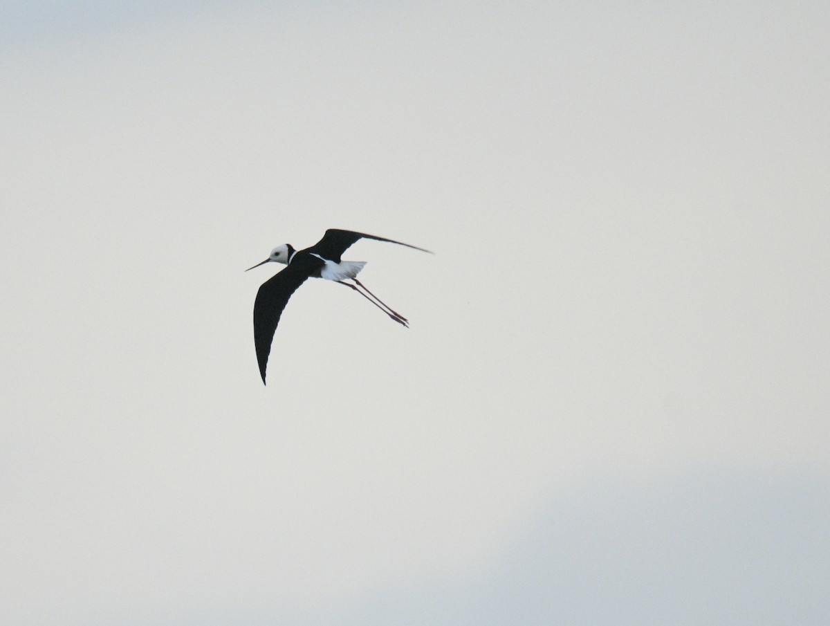 Pied Stilt - ML633510736