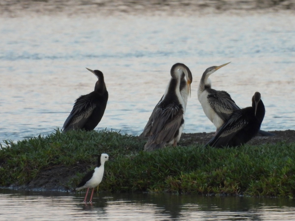 Australasian Darter - ML633510777