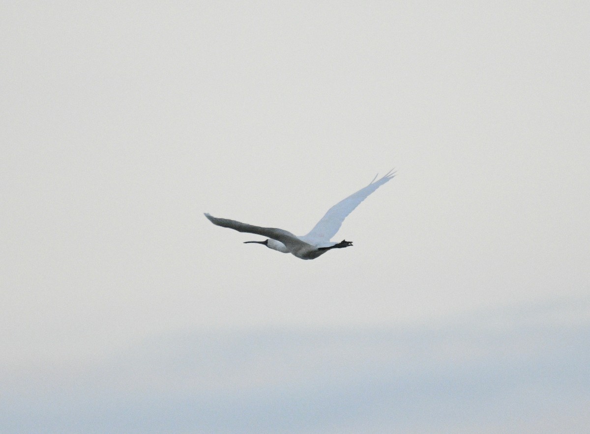 Royal Spoonbill - ML633510794