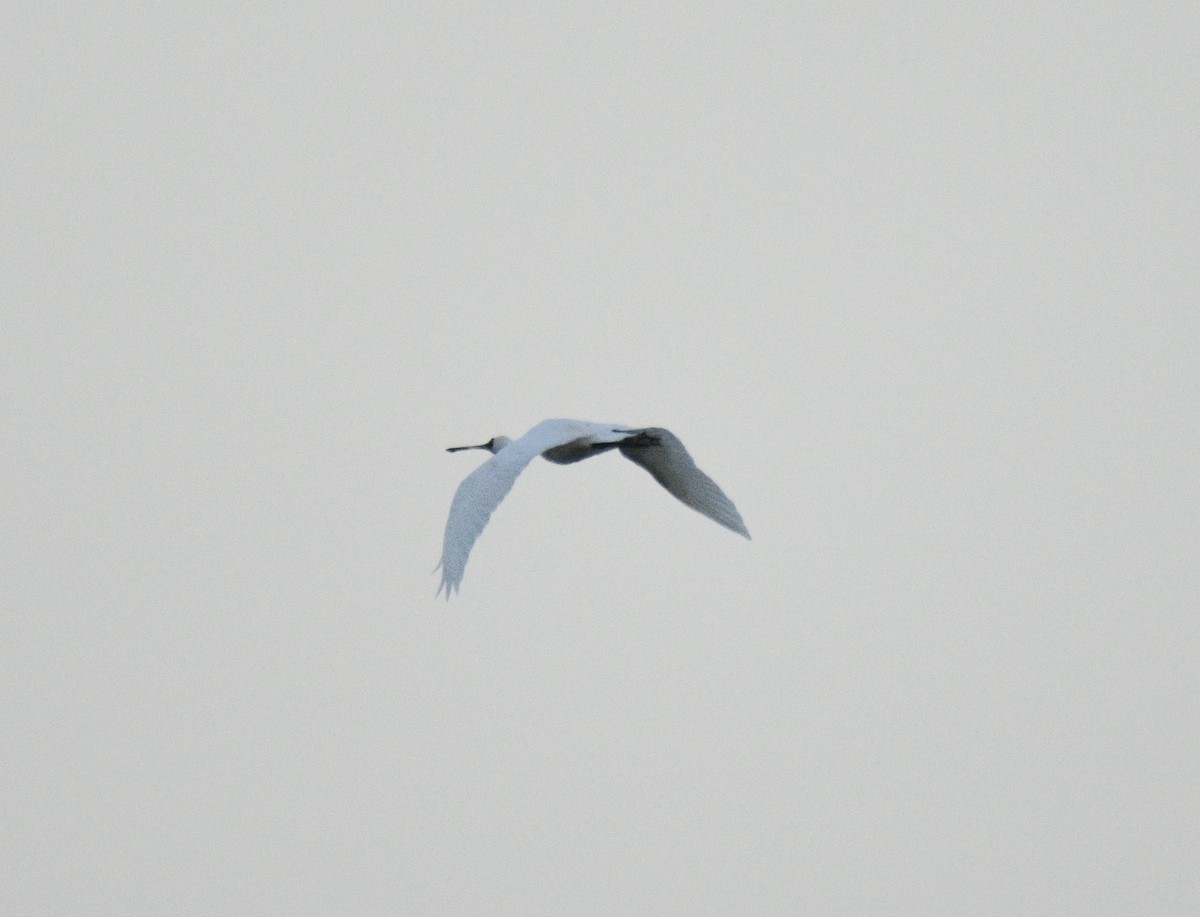 Royal Spoonbill - ML633510795